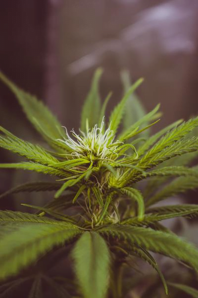 The Benefits of CBD 1 the benefits of cbd i va health and wellness medical services